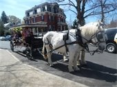 Horse & Carriage Ride Through the Middletown Village Historic District