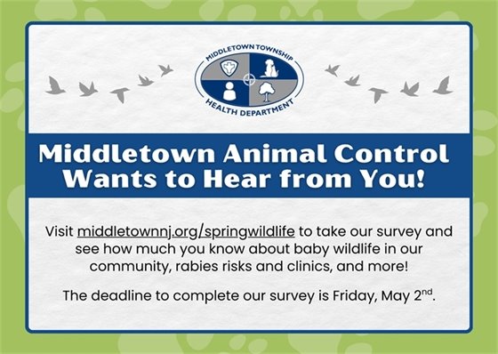 Visit middletownnj.org/springwildlife to take our survey and see how much you know about baby wildlife in our community, rabies risks and clinics, and more! The deadline to complete our survey is Friday, 5/2.