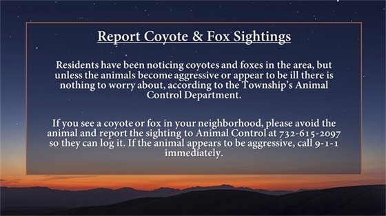 Coyote and Fox Sightings 