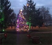 IBCA Christmas Tree Lighting 