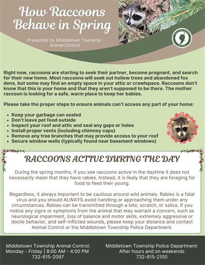 How Raccoons Behave in Spring