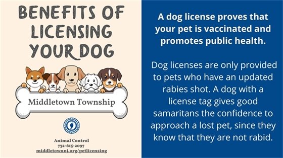 Benefits of Licensing Your Dog (Week 3)