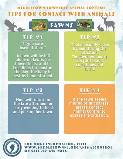 Animal Control Fawn Tips